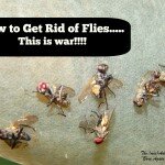 flies