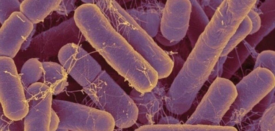 bacteria feature